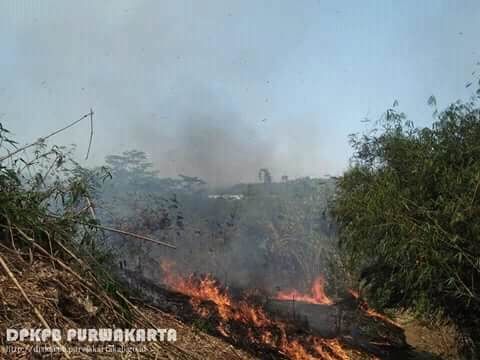 Jelang Shalat Jumat, Hutan Bambu Kebakaran