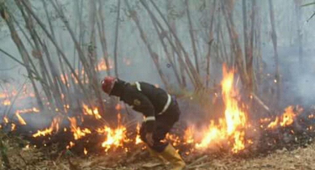 Disdamkar PB Waspadai Kebakaran Hutan