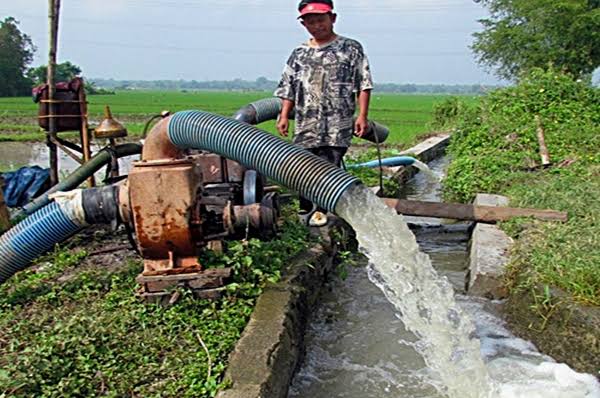 Minim Pasokan Air, Petani Cilamaya Terlambat Panen