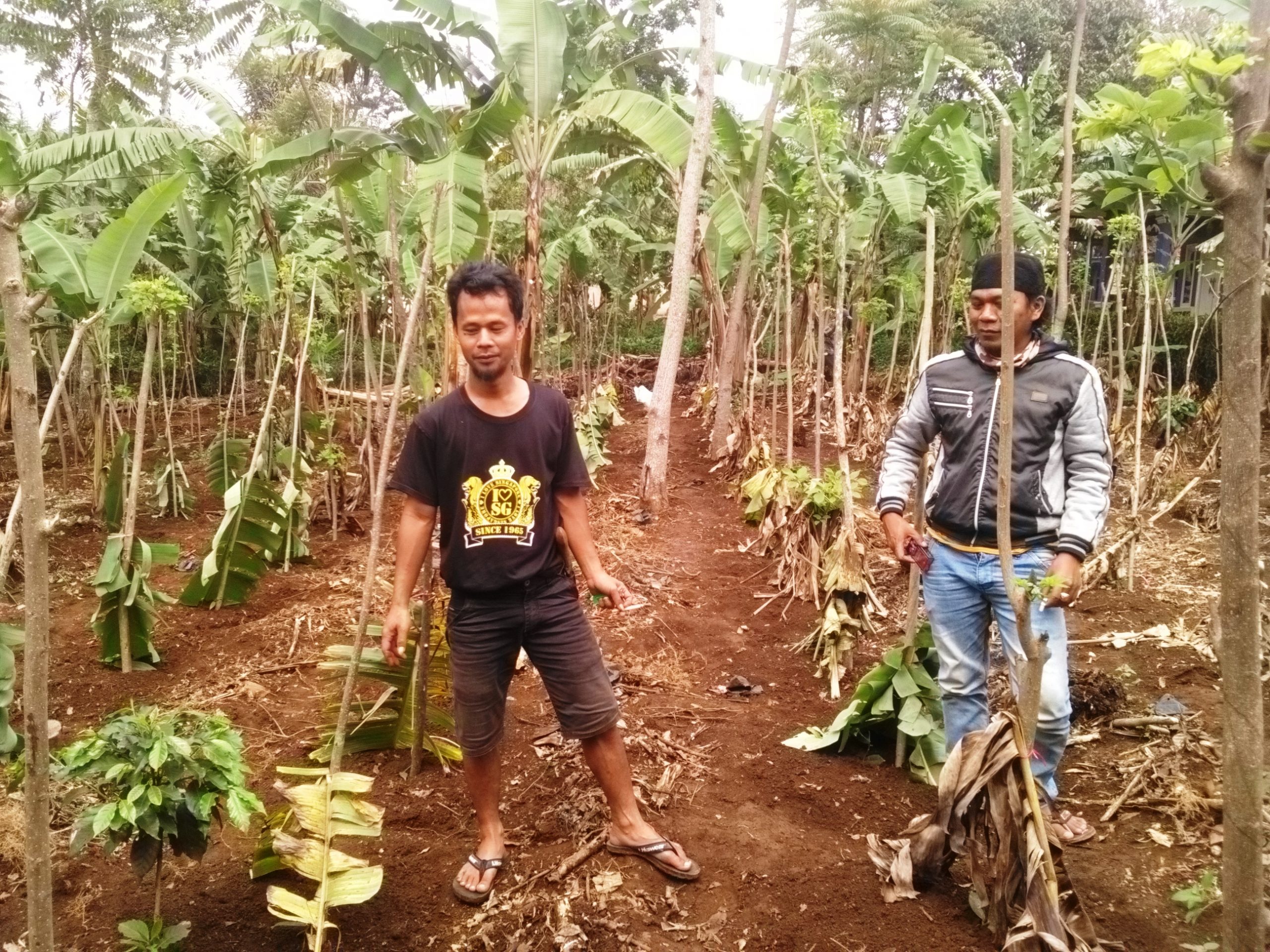 Petani Muda Rintis Tanaman Vanilli, Berharap Jadi Komoditas Unggulan