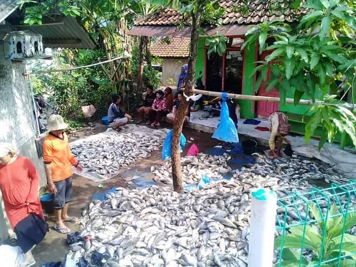 Hujan Deras dan Longsor, 100 Ton Ikan Mati Sisanya Dijual Rp5.000/Kg