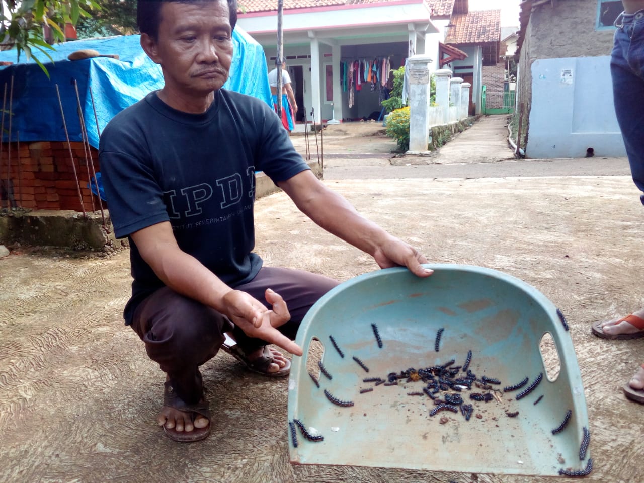 Warga Kaget, Ribuan Ulat Bulu Serang Rumah Warga di Cihideung