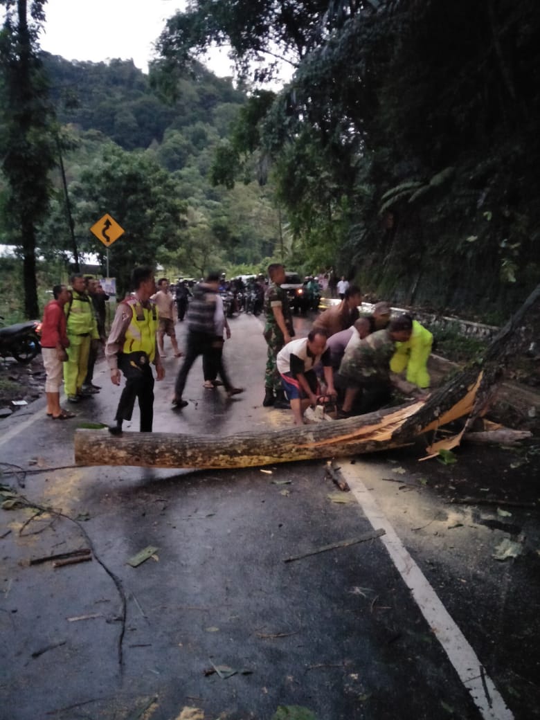 Hujan Deras, Pohon Mahoni Tumbang Hampir Menimpa Pengendara
