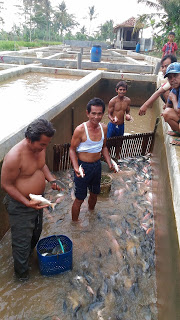 Usaha Budidaya Ikan Jadi Primadona, 200 Kolam Dikelola 50 Orang