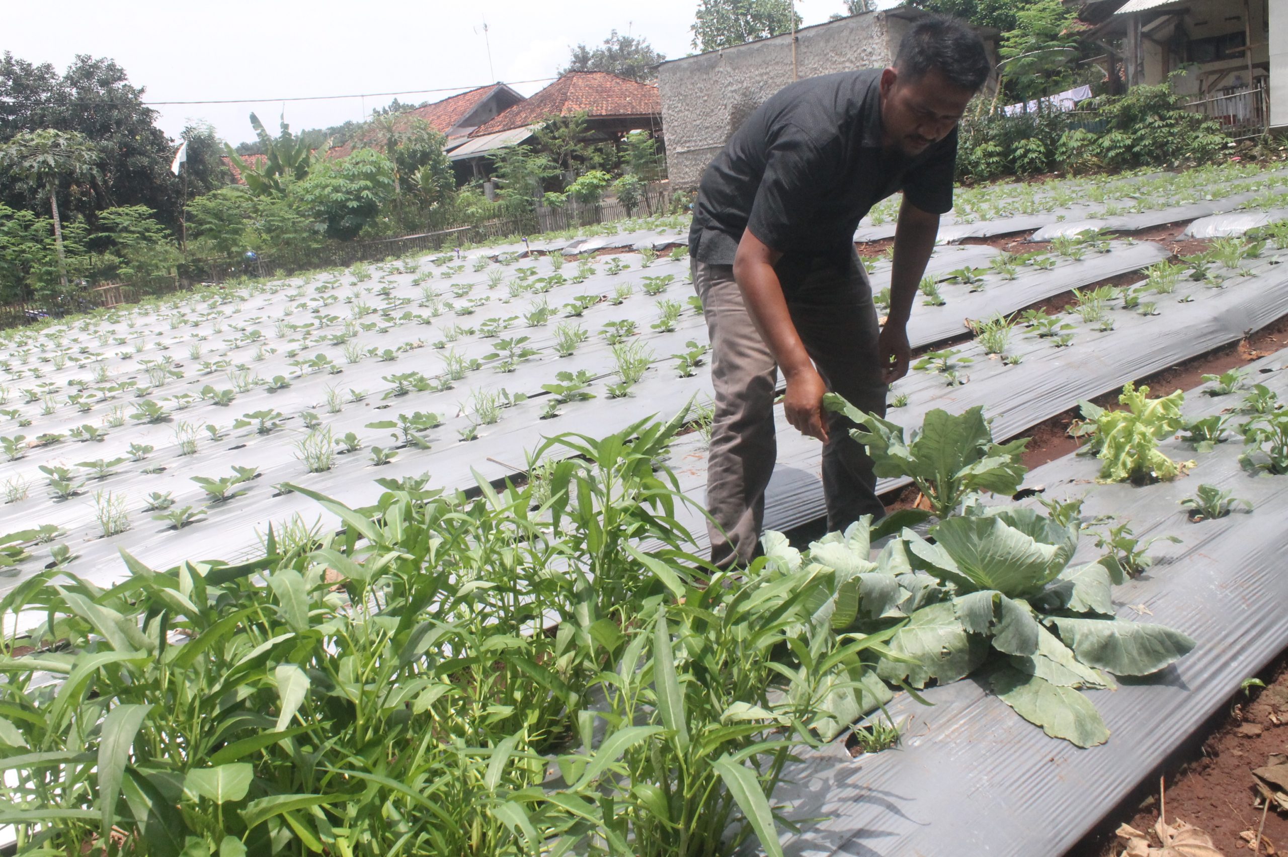 Kadistan: Petani Akan Dapat Bantuan Benih Bawang Putih
