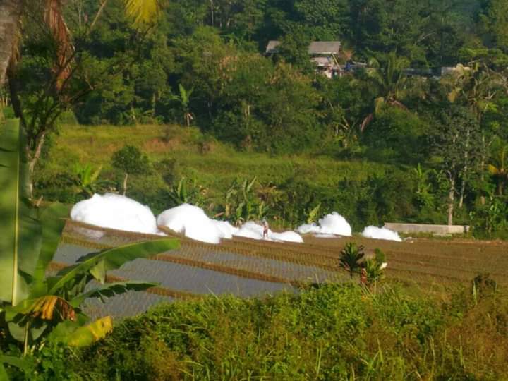 Geger! Gumpalan Busa Raksasa Bertebaran di Sawah Desa Cibinong, Sagalaherang