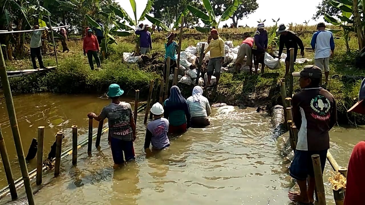Sulit Air di Musim Kemarau, Petani Menambak Aliran Anak Sungai Sewo