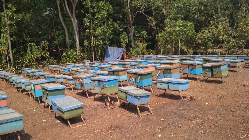 Semanis Rasanya, Susanto Untung Puluhan Juta Per Bulan dari Ternak Lebah Madu