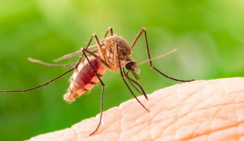 Waspada Malaria Kenali Gejala, Penyebab, Pengobatan, dan Pencegahannya