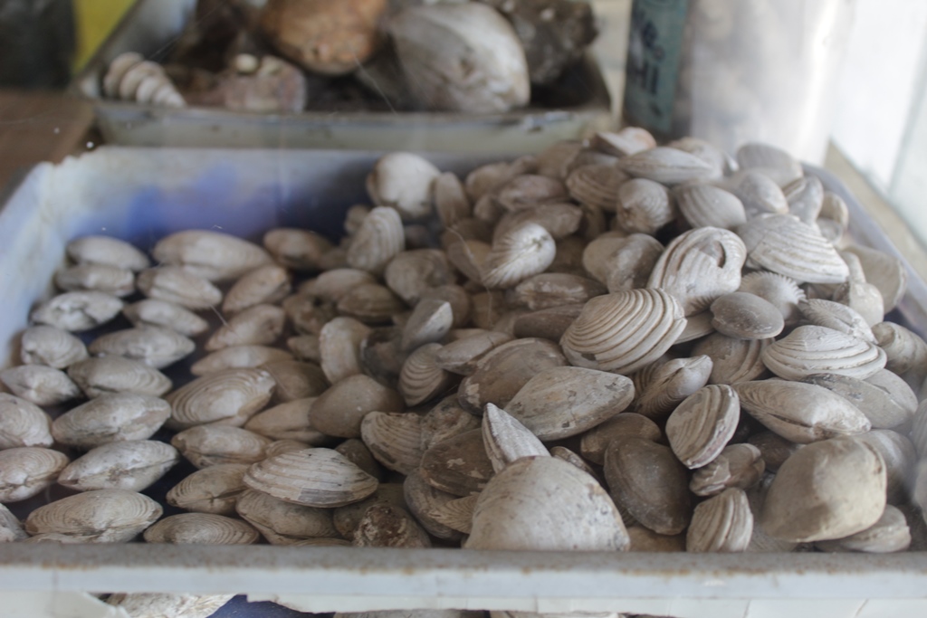 Fosil Benda Laut ditemukan di Tanjungwangi Subang, Belum Sempat Diuji Bukti Ilmiah
