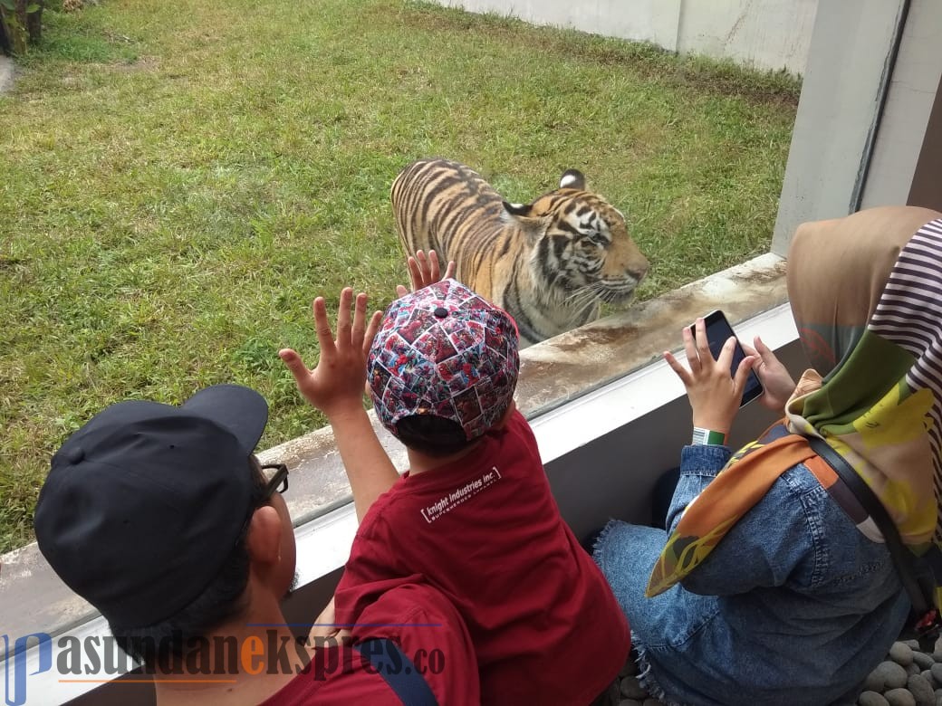 Sensasi Makan Ditemani Harimau di Restoran Bakso Loreng