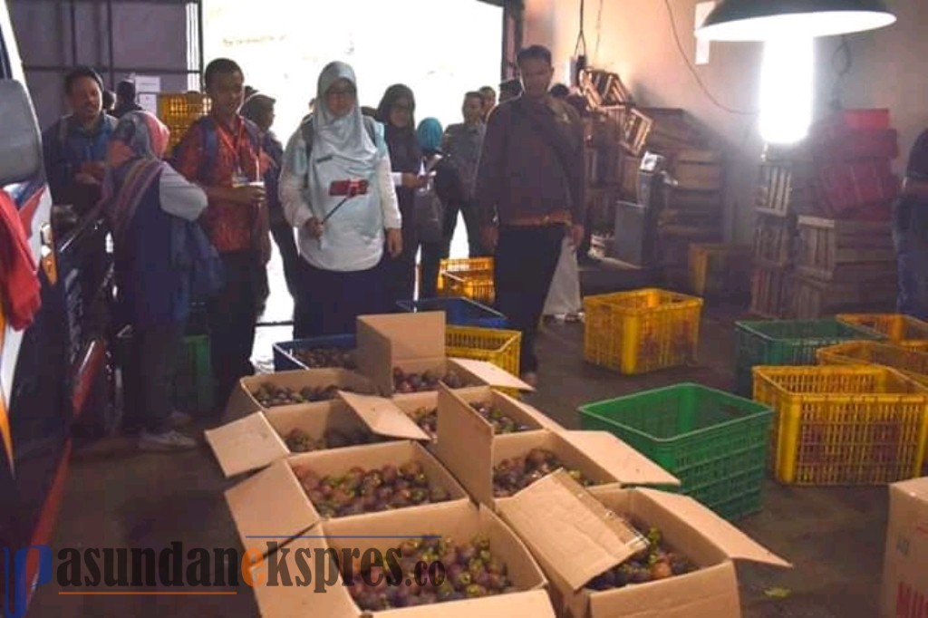 Kementan Kembangkan Manggis di Kabupaten Subang, Suntikan Dana APBN Rp172 Miliar