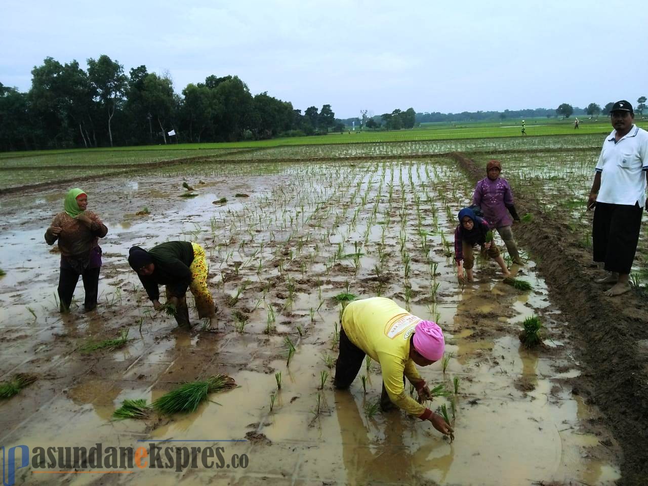 50 Persen Lahan Pertanian di Kecamatan Ciasem Sudah Mulai Tanam