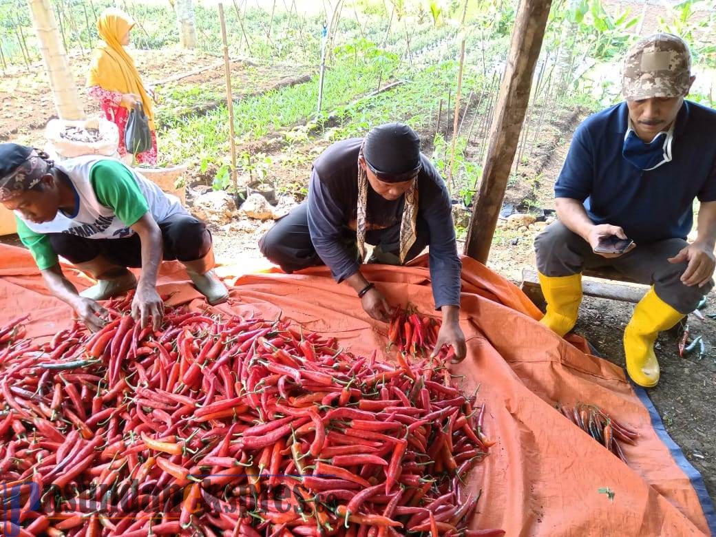 Banyak Petani Gulung Tikar, Harga Cabai Terjun Bebas Hingga Rp5.000 Per Kg