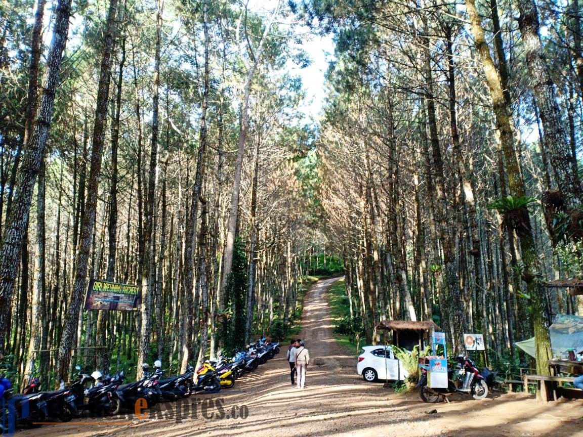 Hutan Pinus Giri Wening