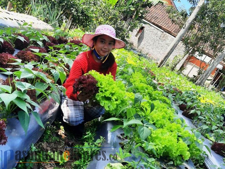 Petani Sayuran di Lembang Tak Terdampak Pandemi, Tetap Stabil Meski Harga Turun