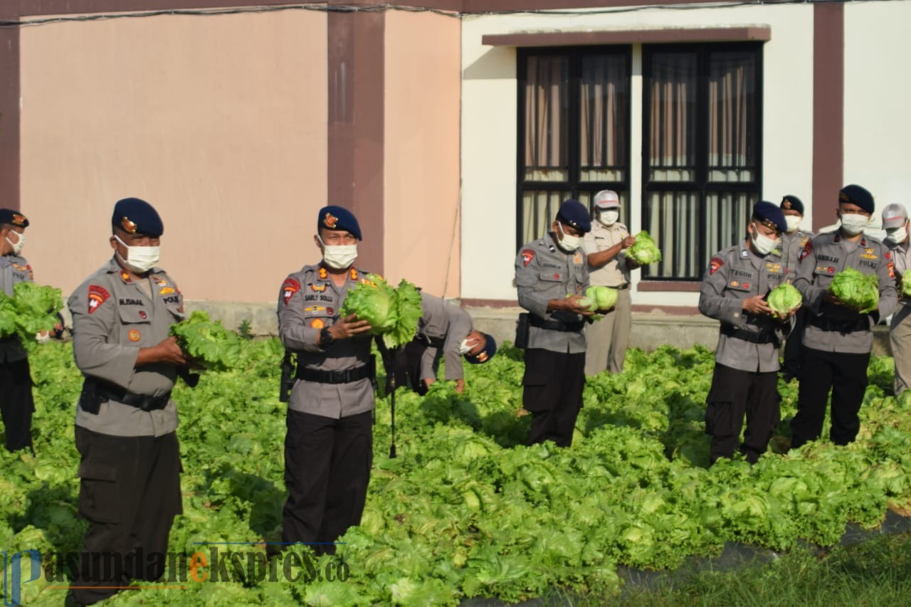 Tingkatkan Ketahanan Pangan, Batalyon B Pelopor Satbrimobda Jabar Panen Sayur Salada