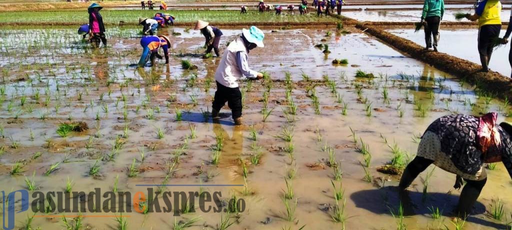Ironi Petani Subang di Hari Tani, Masalah Pupuk hingga Sulit Air