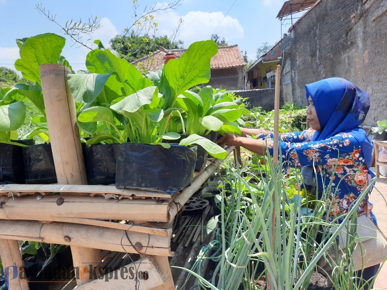 Lahan Sempit Hasilkan Sayuran, Warga Malangnengah Bertani di Tengah Kota