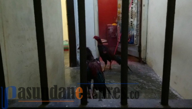 Arena Judi Sabung Ayam Digerebek Polisi, Penjudi Kabur Ayamnya yang Dipenjara