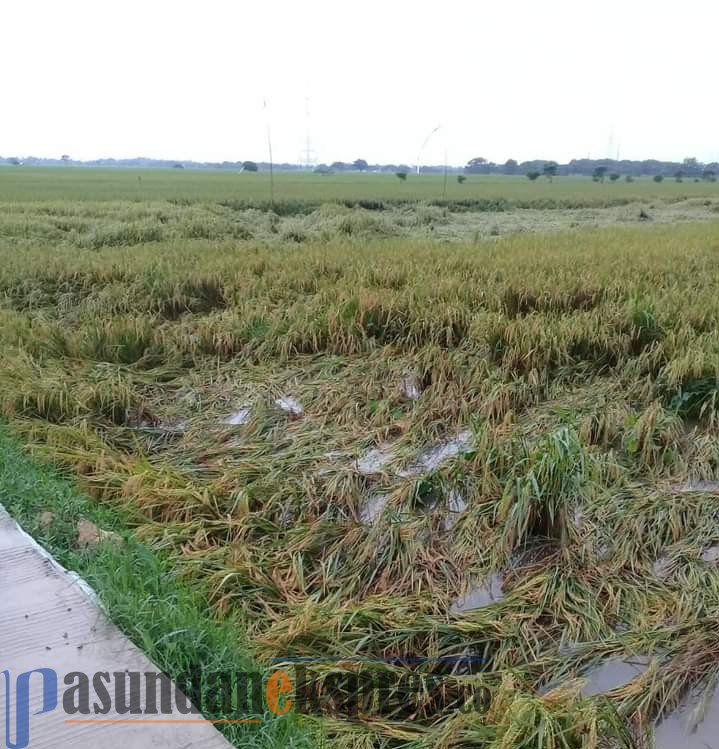 400 Hektare Sawah Siap Panen Terendam