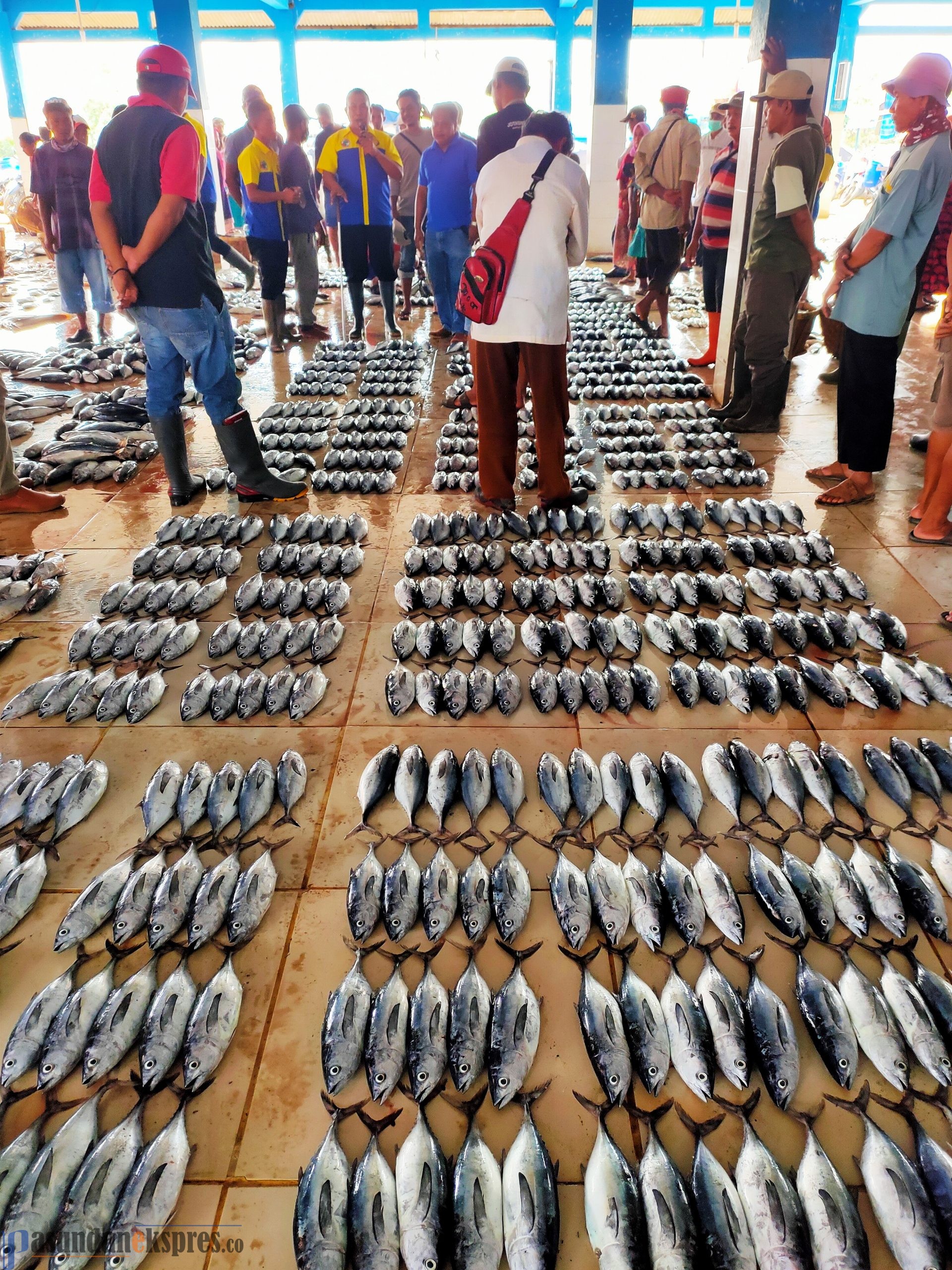 Produksi Ikan Laut di Subang Capai 50 Ton Per Hari