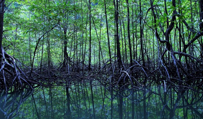 Hutan Mangrove Mulai Kritis, Pantura Tergerus Abrasi