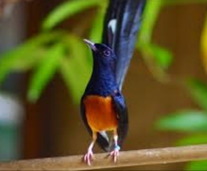 Jenis Burung Murai Batu Termahal di Indonesia