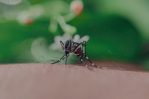 Awasa DBD! Ini Tips Obat Alami Mengusir Jentik Nyamuk