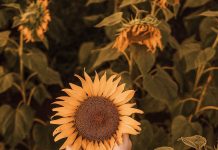 Manfaat Bunga Matahari untuk Kesehatan dan Kecantikan