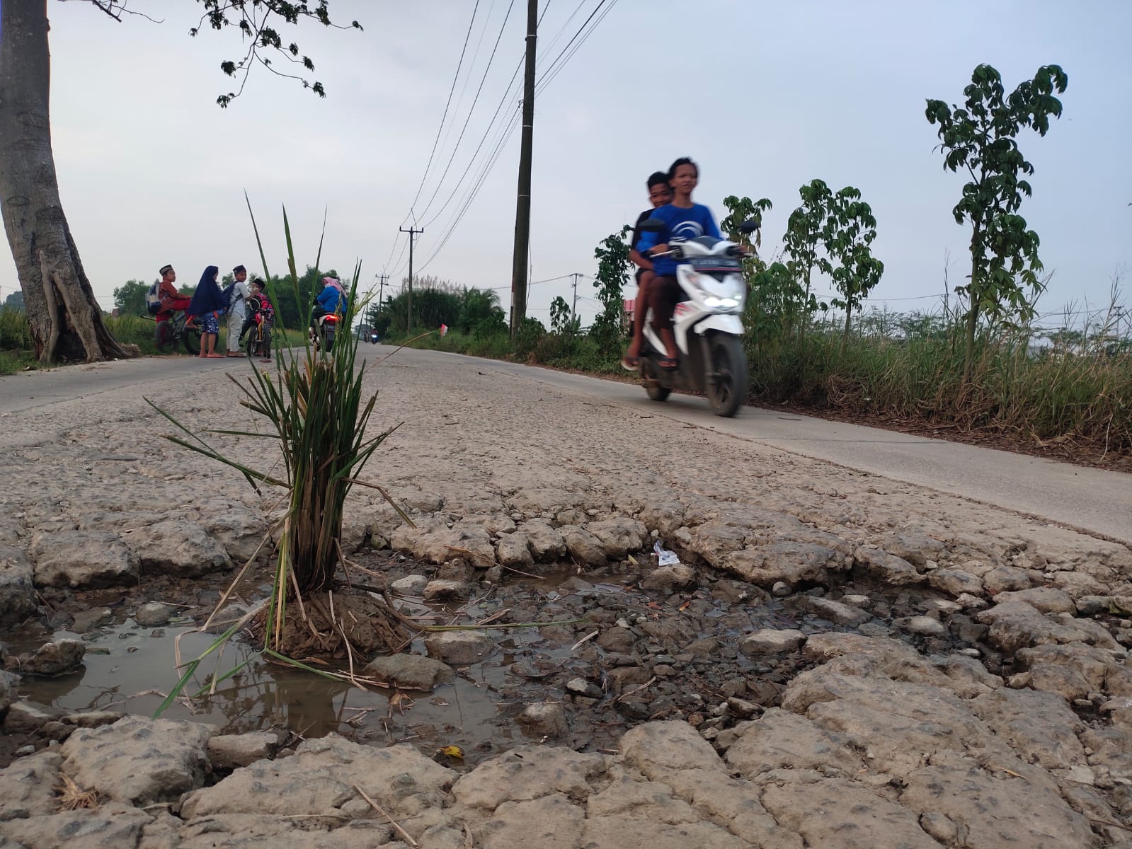 Warga Desa Sukasari, Kecamatan Purwasari Tanam Padi Ditengah Jalan,Ini Alasannya