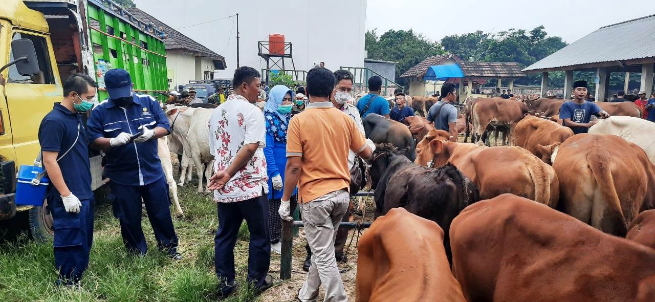 Jelang Idul Adha, Dinas Peternakan dan Kesehatan Hewan Kabupaten Subang Pastikan Hewan Kurban Sehat