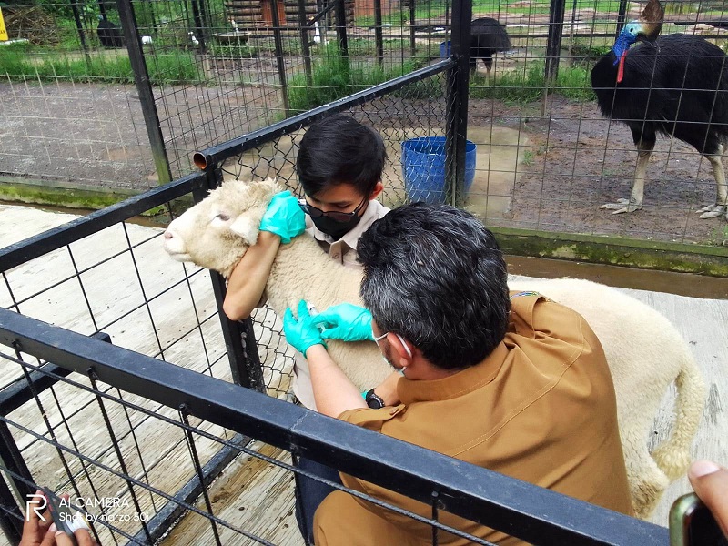VAKSINASI: Dokter Hewan dari Dispernakan menyuntikan vaksin PMK ke salah satu hewan penghuni Lembamg Park and Zoo. EKO SETIONO/PASUNDAN EKSPRES