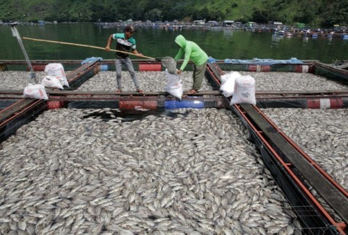 IST RUGI: Pemilik keramba jala apung di Waduk Darma Kuningan merugi karena puluhan ton ikan mati hasil budidaya mati hingga puluhan ton.