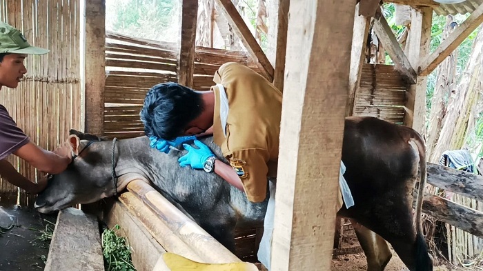 VAKSINASI PMK: Petugas Dinas Peternakan Kabupaten Bandung Barat memberikan vaksin Penyakit Mulut dan Kuku hewan milik peternak. DOK DISNAKAN KBB