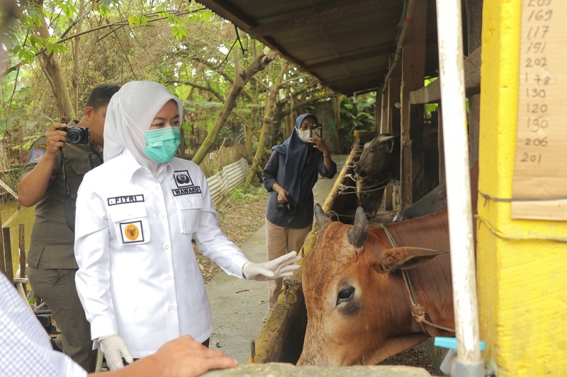 Wakil Walikota Palembang Fitrian Agustinda (Fitri) saat melakukan sidak bersama BPOM ke peternakan Nurul Farm di IB 1 Palembang. Dia ingin pastikan hewan kurban bebas PMK. (foto:septa/radar palembang)--