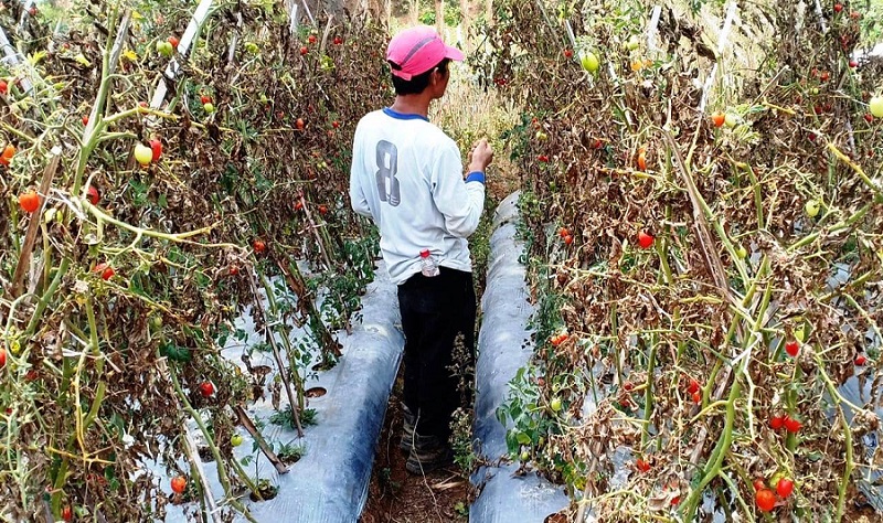 MURAH: Nasib petani tomat di Lembang, harga jual rendah di tengah kenaikan BBM dan pencabutan subsidi pupuk.DOK. PASUNDAN EKSPRES