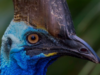 Burung Kasuari, Spesies Burung Paling Berbahaya Didunia