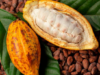 Cocoa dan Cacao via GrandSur