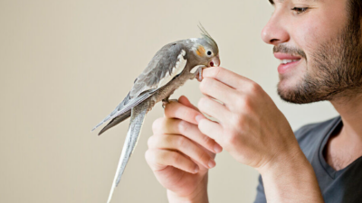 Ampuh Menghilangkan Stres!! Manfaat Memelihara Burung di Rumah