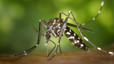 Tambah Keinginan Tahumu dengan Mengetahui Jenis-Jenis Nyamuk