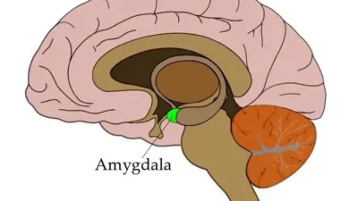 Apa Itu Amygdala? Bagian yang Ada Dalam Dirimu dan Emosimu (Sumber Foto: Neuroscientifically Challenged)