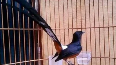 Burung Murai Gacor Kicauan Indah yang Menggetarkan Hati