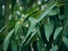Atasi Batuk dan Pilek Menggunakan Daun Eucalyptus. Sumber Foto via Horticulture Magazine