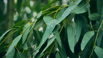 Atasi Batuk dan Pilek Menggunakan Daun Eucalyptus. Sumber Foto via Horticulture Magazine