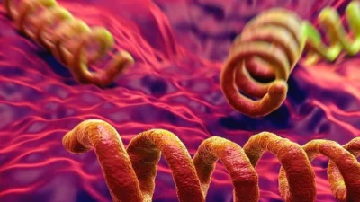 Bakteri Treponema pallidum yang Menyebabkan Penyakit Sifilis. Sumber Gamber via Pixels