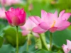 Belajar tentang Makna-makna Kehidupan dari Bunga Lotus. Sumber Gambar via Vietnam Travel