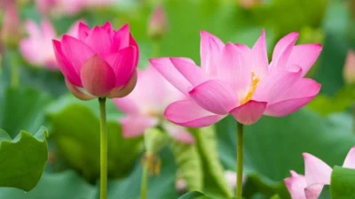 Belajar tentang Makna-makna Kehidupan dari Bunga Lotus. Sumber Gambar via Vietnam Travel