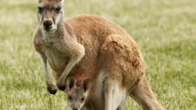 Kanguru, Hewan Endemik Australia. Sumber Gambar via Unsplash