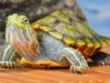 Kura-kura sebagai Hewan Peliharaan, Mengenal Jenis dan Perawatannya. Sumber Foto via University Animal Clinic